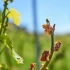 7 Dokazanih načinov za zaščito grozdja pred vračanjem pomladnih zmrzali